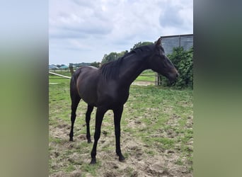 Oldenbourg, Jument, 3 Ans, 169 cm, Bai brun foncé