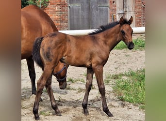Oldenbourg, Jument, 3 Ans, 169 cm, Bai brun foncé