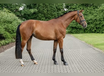 Oldenbourg, Jument, 3 Ans, 169 cm, Bai