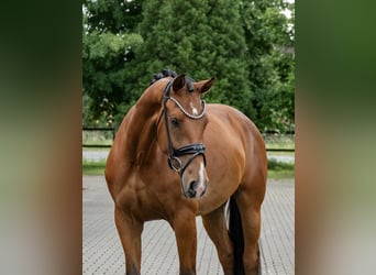 Oldenbourg, Jument, 3 Ans, 169 cm, Bai