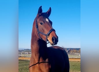 Oldenbourg, Jument, 3 Ans, 169 cm, Bai