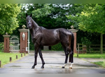 Oldenbourg, Jument, 3 Ans, 169 cm, Noir