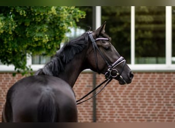 Oldenbourg, Jument, 3 Ans, 169 cm, Noir