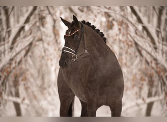Oldenbourg, Jument, 3 Ans, 169 cm, Noir