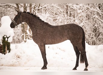Oldenbourg, Jument, 3 Ans, 169 cm, Noir