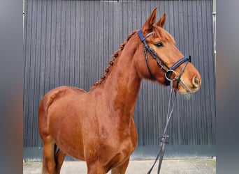 Oldenbourg, Jument, 3 Ans, 170 cm, Alezan