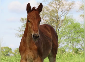 Oldenbourg, Jument, 3 Ans, 170 cm, Alezan