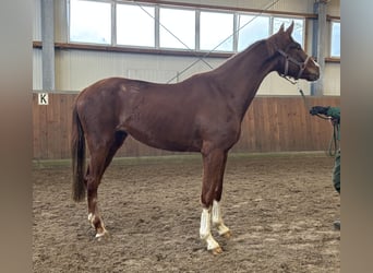 Oldenbourg, Jument, 3 Ans, 170 cm, Alezan