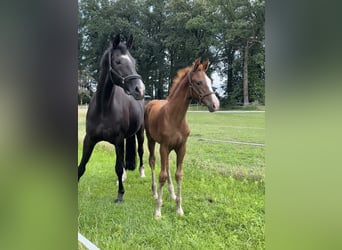 Oldenbourg, Jument, 3 Ans, 170 cm, Alezan