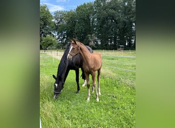 Oldenbourg, Jument, 3 Ans, 170 cm, Alezan