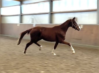 Oldenbourg, Jument, 3 Ans, 170 cm, Alezan