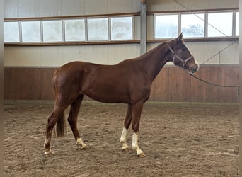 Oldenbourg, Jument, 3 Ans, 170 cm, Alezan