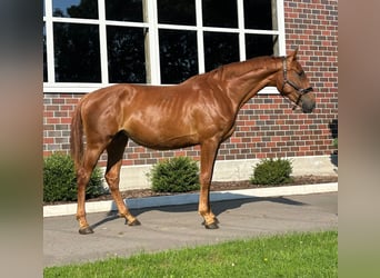 Oldenbourg, Jument, 3 Ans, 170 cm, Alezan