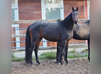 Oldenbourg, Jument, 3 Ans, 170 cm, Bai brun