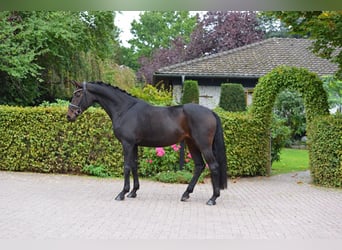 Oldenbourg, Jument, 3 Ans, 170 cm, Bai brun