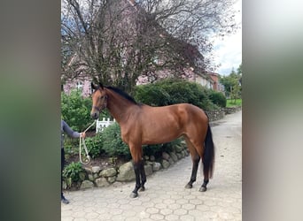 Oldenbourg, Jument, 3 Ans, 170 cm, Bai