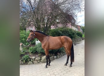 Oldenbourg, Jument, 3 Ans, 170 cm, Bai