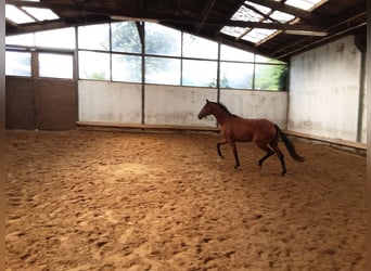 Oldenbourg, Jument, 3 Ans, 170 cm, Bai