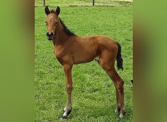 Oldenbourg, Jument, 3 Ans, 170 cm, Bai