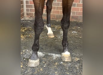 Oldenbourg, Jument, 3 Ans, 170 cm, Bai
