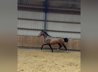 Oldenbourg, Jument, 3 Ans, 170 cm