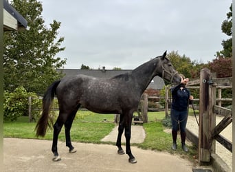 Oldenbourg, Jument, 3 Ans, 170 cm, Gris