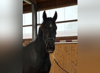 Oldenbourg, Jument, 3 Ans, 170 cm, Noir