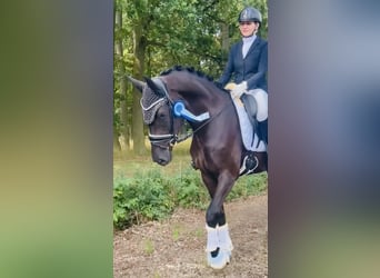 Oldenbourg, Jument, 3 Ans, 170 cm, Noir