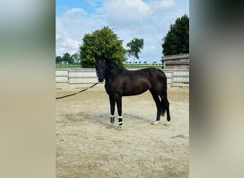 Oldenbourg, Jument, 3 Ans, 170 cm, Noir