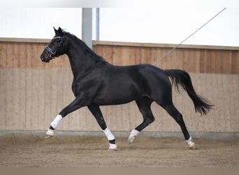 Oldenbourg, Jument, 3 Ans, 170 cm, Noir