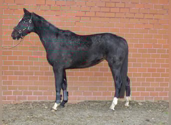 Oldenbourg, Jument, 3 Ans, 170 cm, Noir