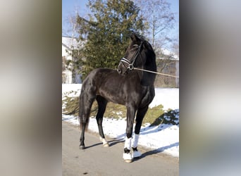 Oldenbourg, Jument, 3 Ans, 170 cm, Noir