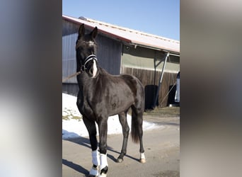 Oldenbourg, Jument, 3 Ans, 170 cm, Noir