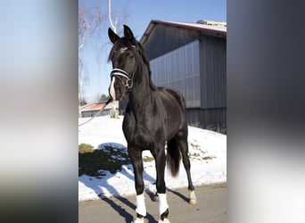 Oldenbourg, Jument, 3 Ans, 170 cm, Noir