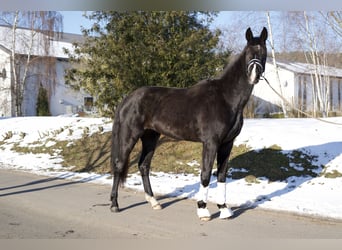 Oldenbourg, Jument, 3 Ans, 170 cm, Noir