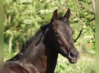 Oldenbourg, Jument, 3 Ans, 170 cm, Noir
