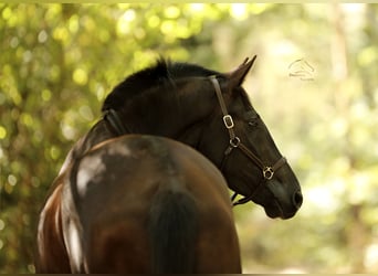 Oldenbourg, Jument, 3 Ans, 170 cm, Noir
