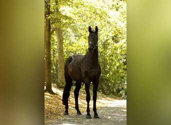 Oldenbourg, Jument, 3 Ans, 170 cm, Noir