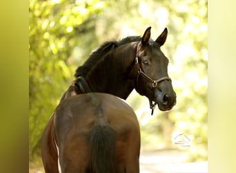 Oldenbourg, Jument, 3 Ans, 170 cm, Noir