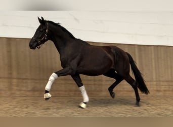 Oldenbourg, Jument, 3 Ans, 170 cm, Noir