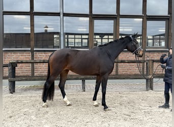 Oldenbourg, Jument, 3 Ans, 171 cm, Bai brun foncé