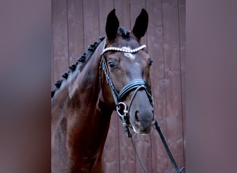 Oldenbourg, Jument, 3 Ans, 171 cm, Noir