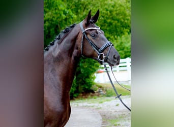 Oldenbourg, Jument, 3 Ans, 171 cm, Noir