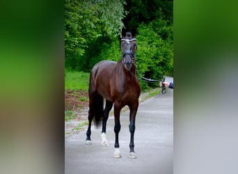 Oldenbourg, Jument, 3 Ans, 171 cm, Noir