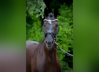 Oldenbourg, Jument, 3 Ans, 171 cm, Noir