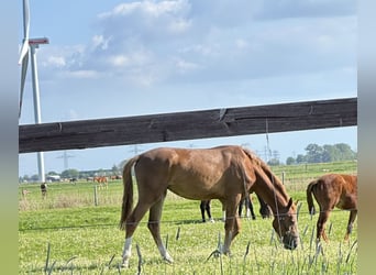 Oldenbourg, Jument, 3 Ans, 172 cm, Alezan