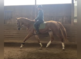 Oldenbourg, Jument, 3 Ans, 172 cm, Alezan