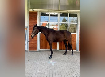 Oldenbourg, Jument, 3 Ans, 172 cm, Buckskin