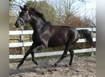 Oldenbourg, Jument, 3 Ans, 172 cm, Noir