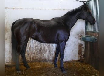 Oldenbourg, Jument, 3 Ans, 172 cm, Noir
